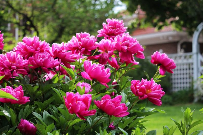 How Deep Peony Eyes Should Be Planted In Ohio