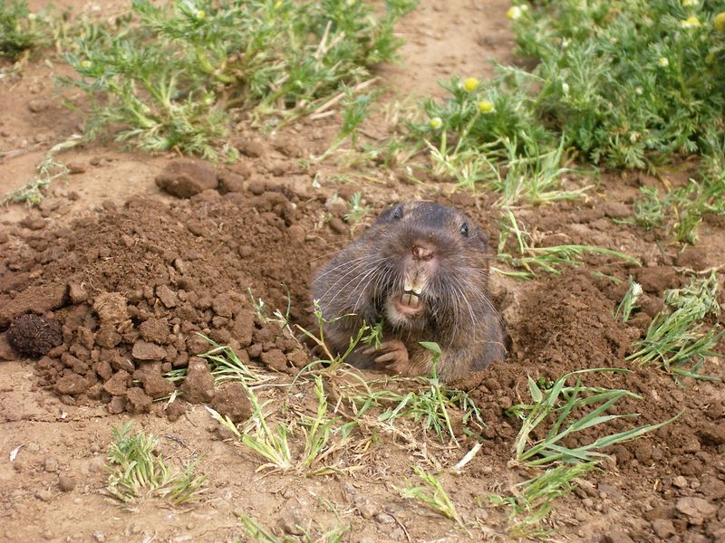 Warmer Soil Temperatures Increase Activity