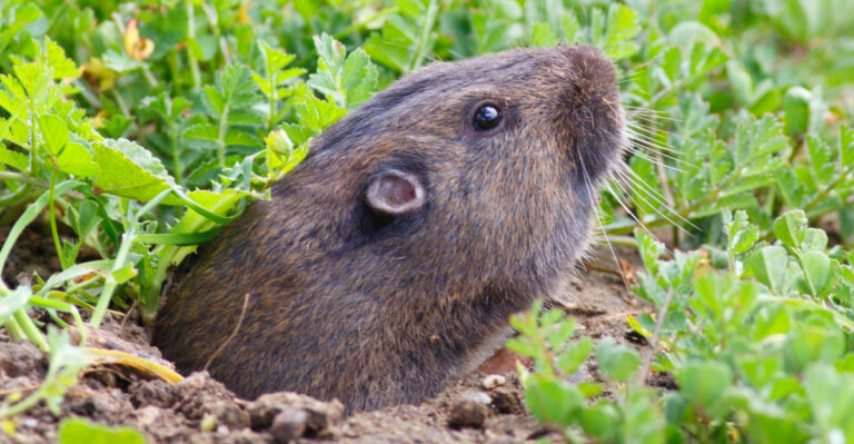Why Gophers Are More Active In California Gardens In April