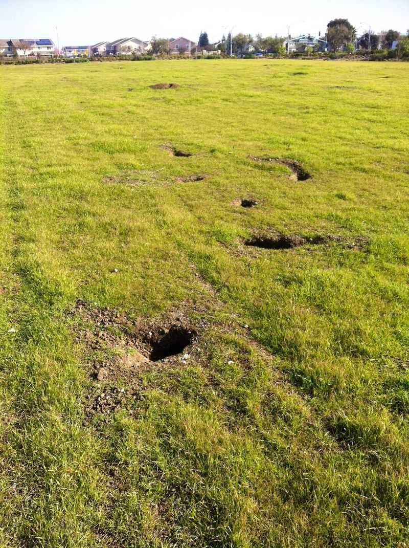 How Their Tunnels Damage Lawns