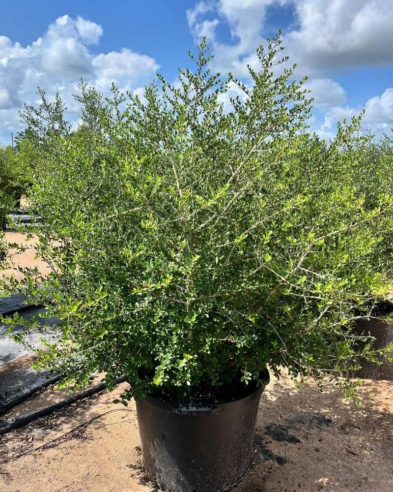 What Makes It So Effective As A Privacy Screen