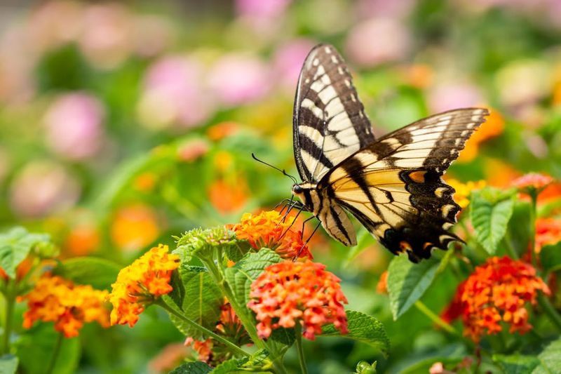 The Pollinator Bonus