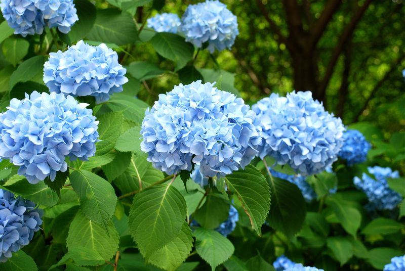 Austin's Climate: A Perfect Match For Hydrangeas