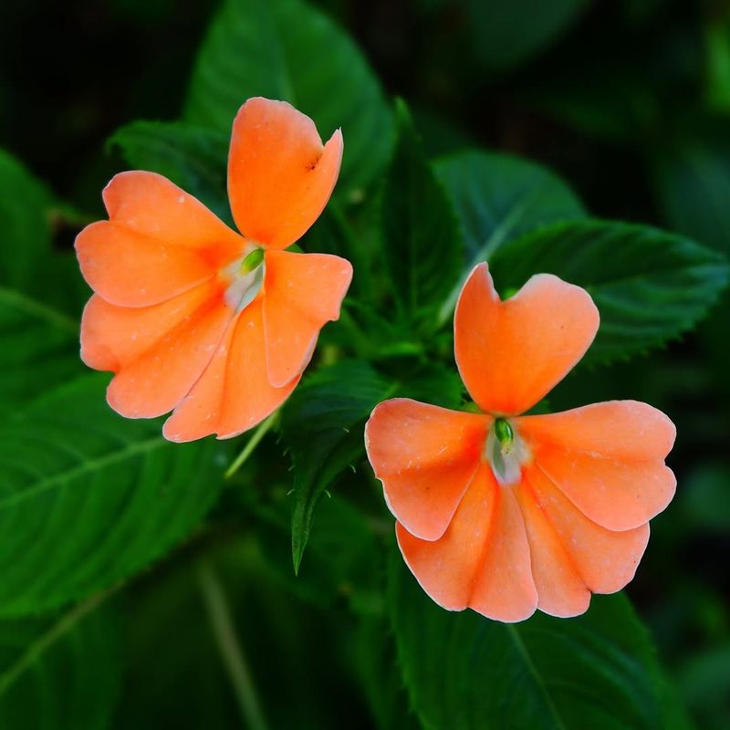 What Makes Impatiens So Low-Fuss