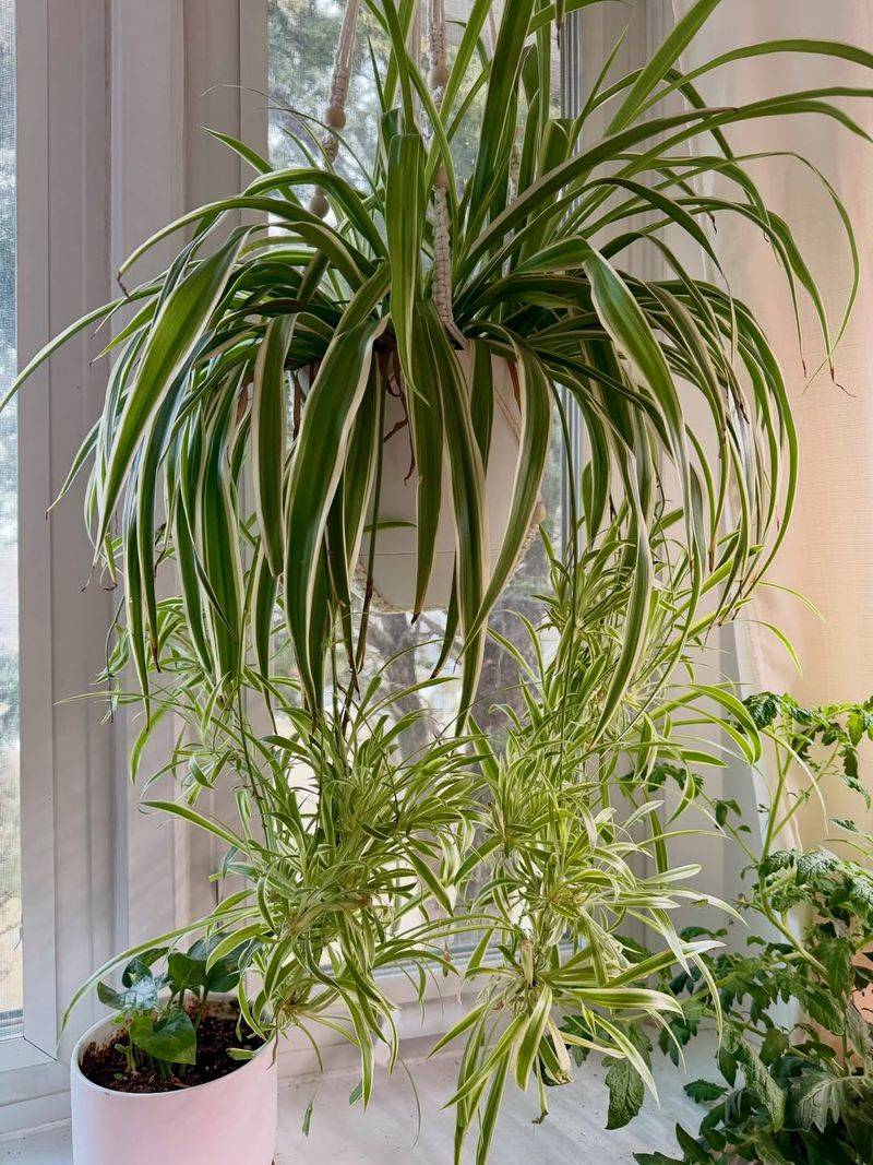 Why It Thrives Indoors In Pennsylvania