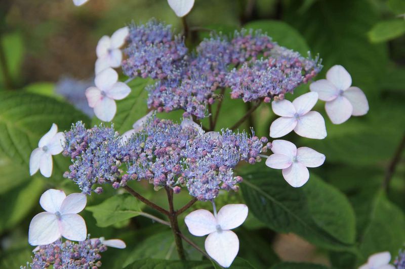 When To Plant Mountain Hydrangea In Pennsylvania For Best Results