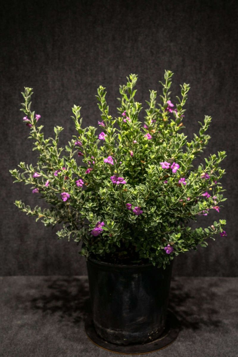 What Makes It So Attractive In Pots