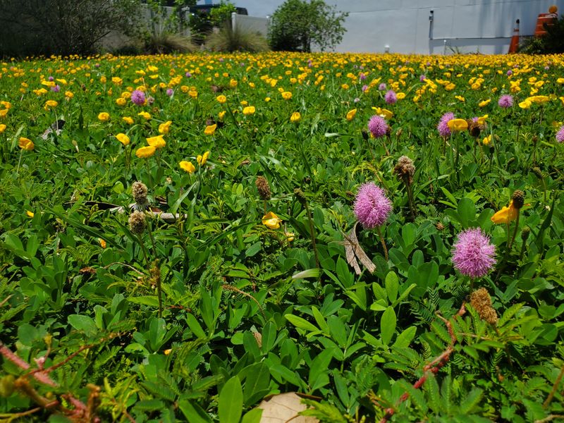 Where Sunshine Mimosa Grows Best In Florida Landscapes
