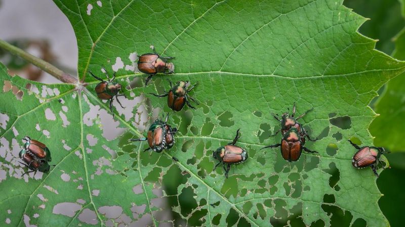 Some Yards Invite More Beetles Than Others