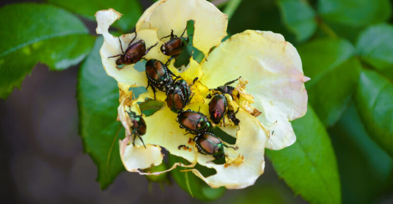 Japanese beetles eating the yellow rose petals