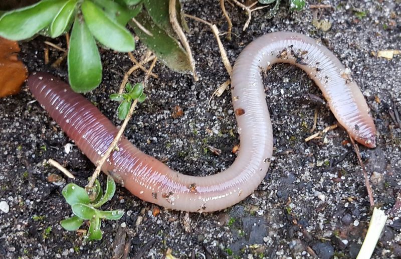 They Turn Soil Into Dry Grit