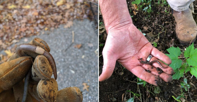 Why Jumping Worms Are Putting More Oregon Gardens At Risk