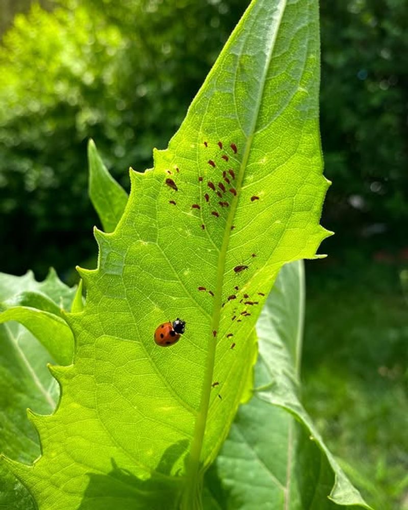 They Eat Large Numbers Of Aphids
