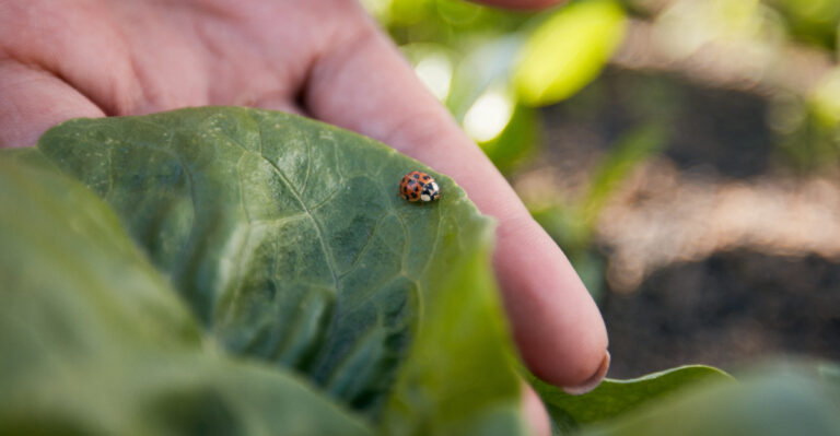 ladybug on leaf