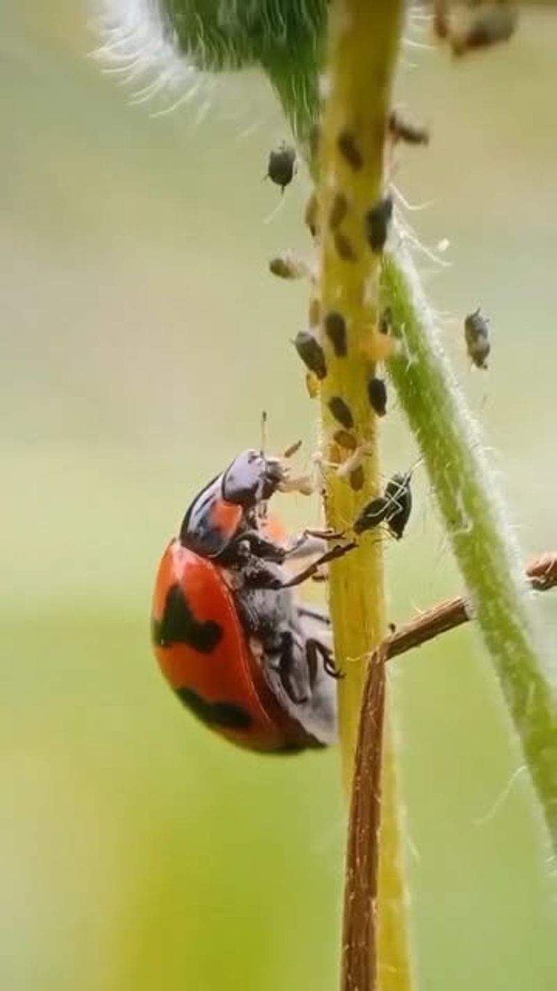 They Eat Large Numbers Of Aphids