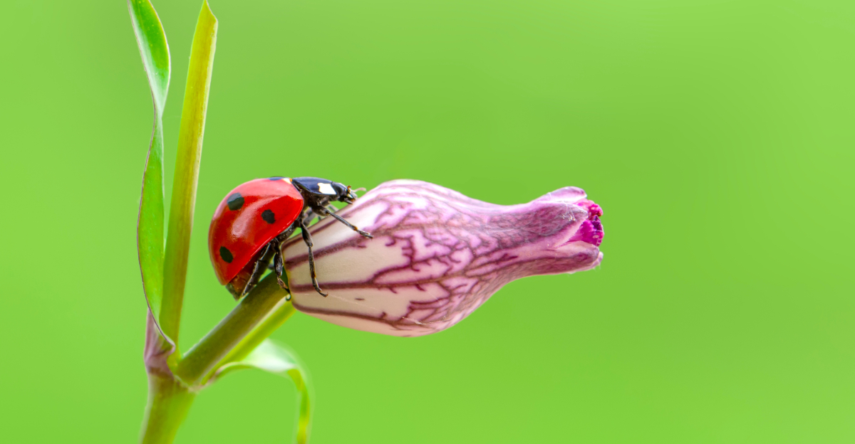 ladybug on flower