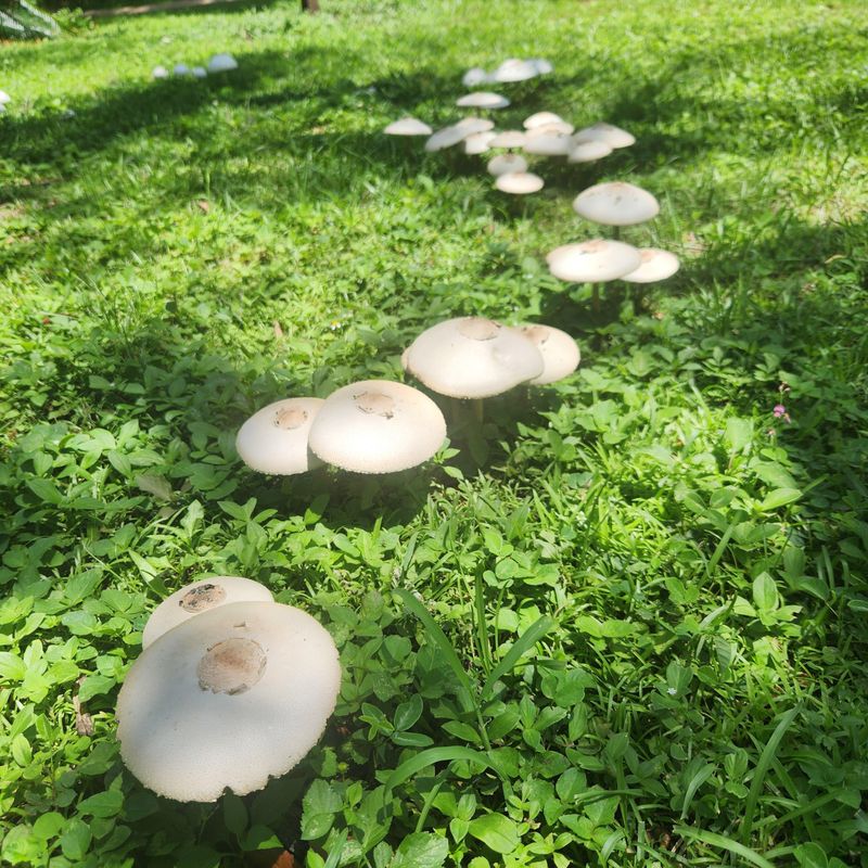 Most Lawn Mushrooms Feed On Buried Organic Matter