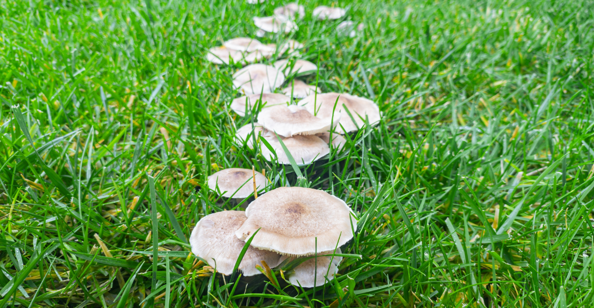 Why Lawn Mushrooms In Ohio Are A Sign Of Healthy Soil