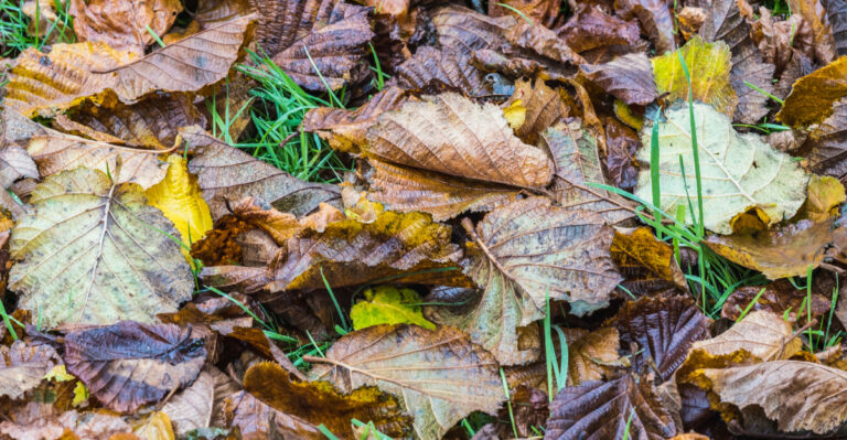 Why Leaf Litter Matters More Than California Gardeners Think
