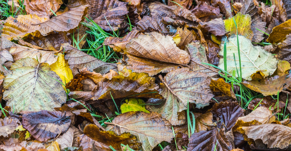 Why Leaf Litter Matters More Than California Gardeners Think