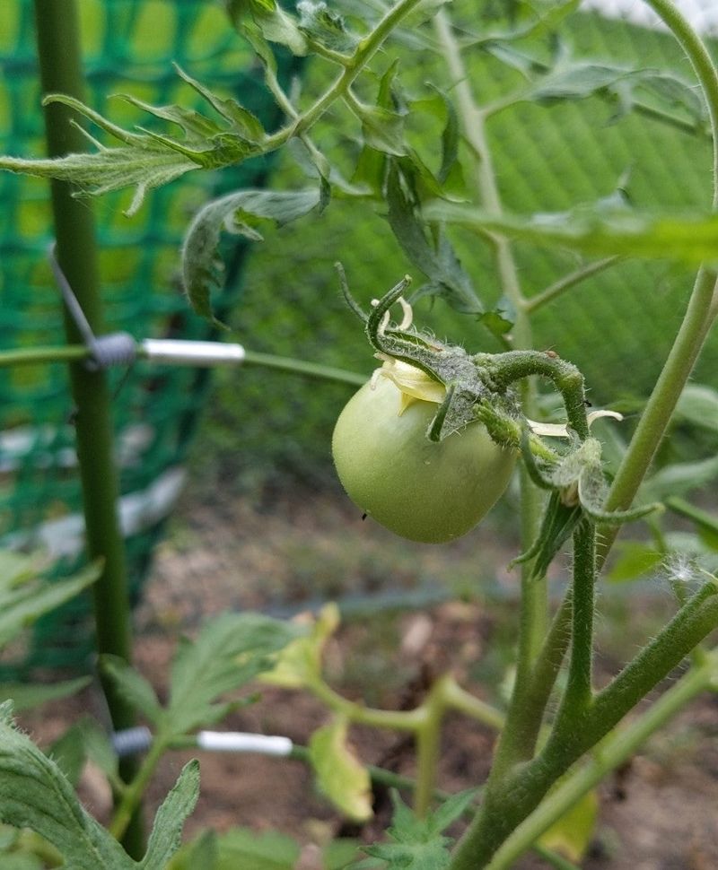 Potassium Takes On A Bigger Job Once Fruit Starts Forming