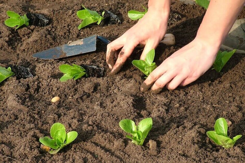 Understanding Pennsylvania's Planting Zones (Timing Matters)