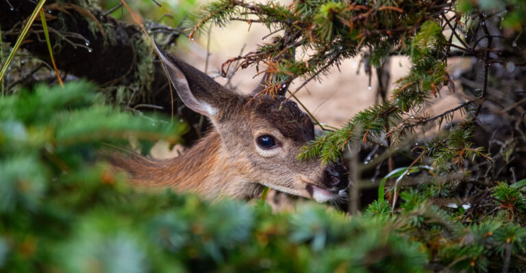 young deer in shrub