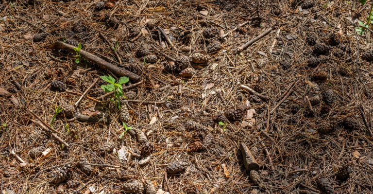 pine cones in soil
