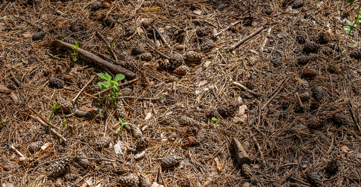 pine cones in soil