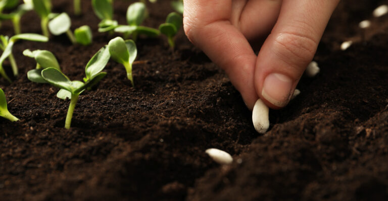 sowing beans