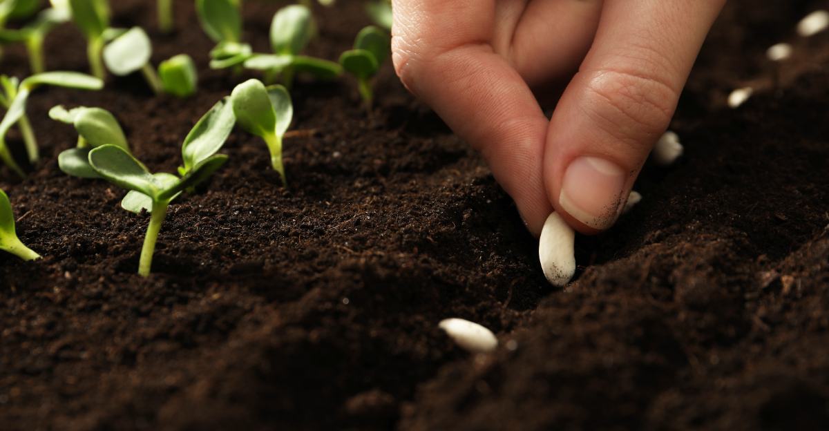 sowing beans