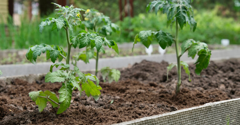 tomato seedlings