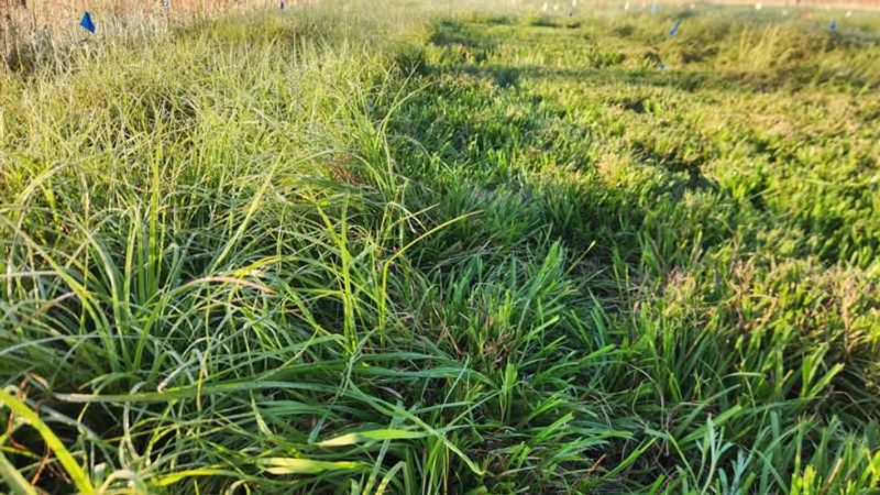 The Florida Grasses Mole Crickets Hit Hardest