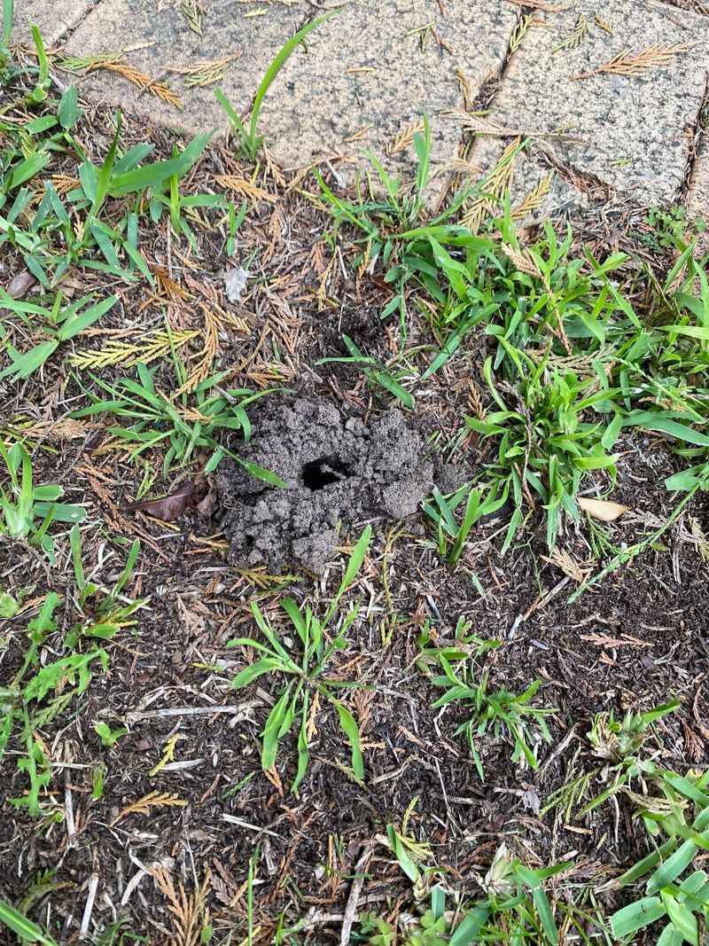 How To Tell Mole Cricket Damage From Other Lawn Problems