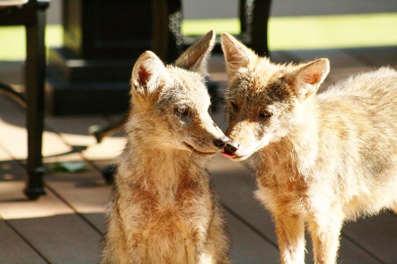 Coyotes Are Easier To Notice In Breeding Season