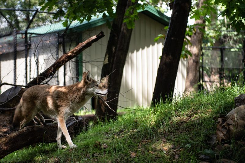 Bird Feeders Can Attract Wildlife Coyotes Follow