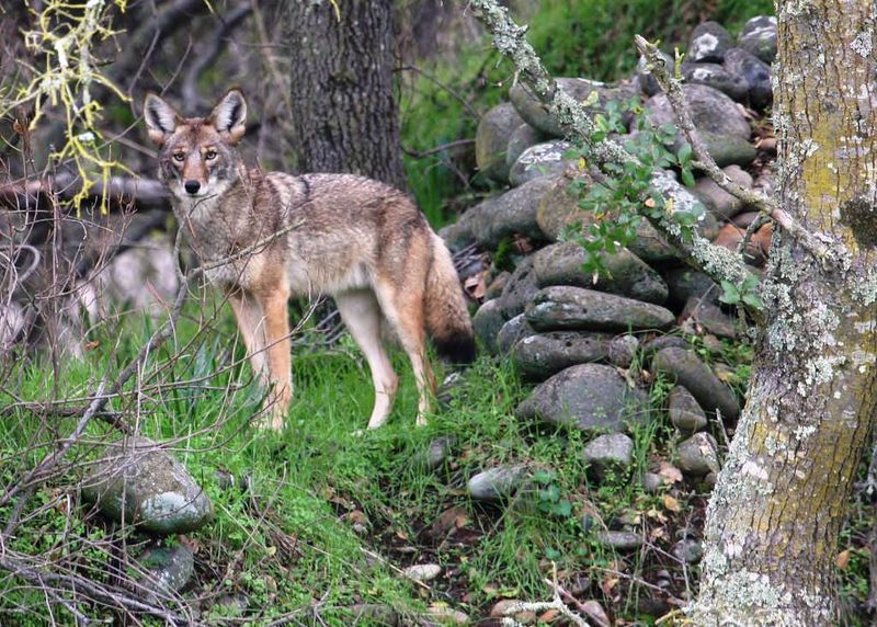 Brushy Areas Give Coyotes More Cover