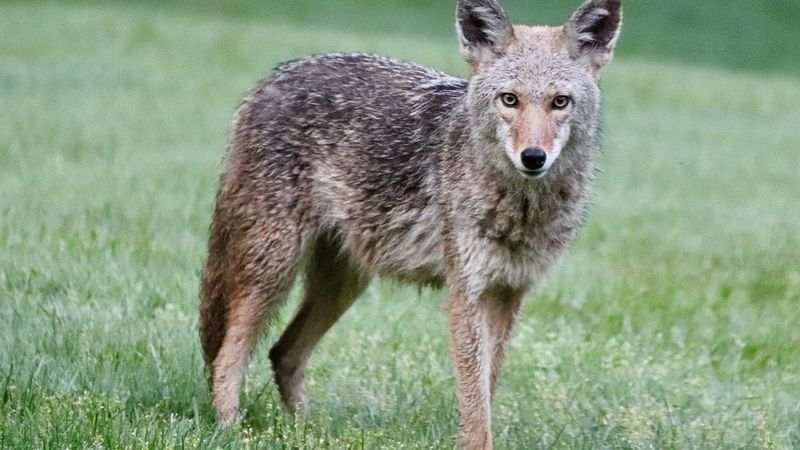 Small Pets Need More Care When Coyotes Are Nearby