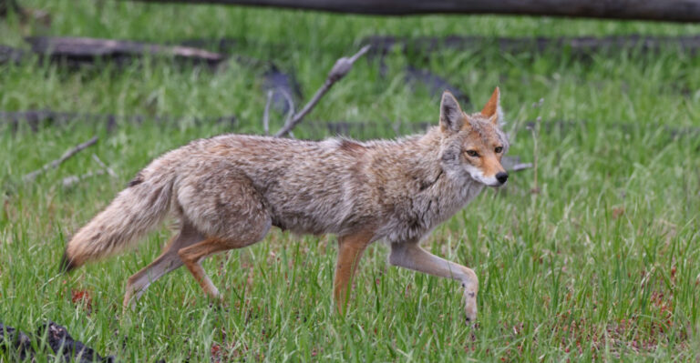 Why More Coyotes Are Showing Up In Michigan Suburbs And What Homeowners Should Know