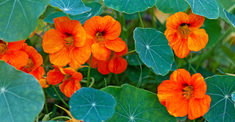 orange nasturtiums