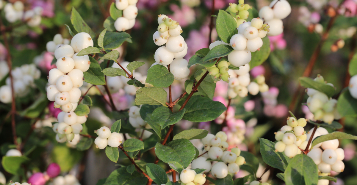 snowberry