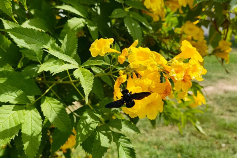 esperanza
