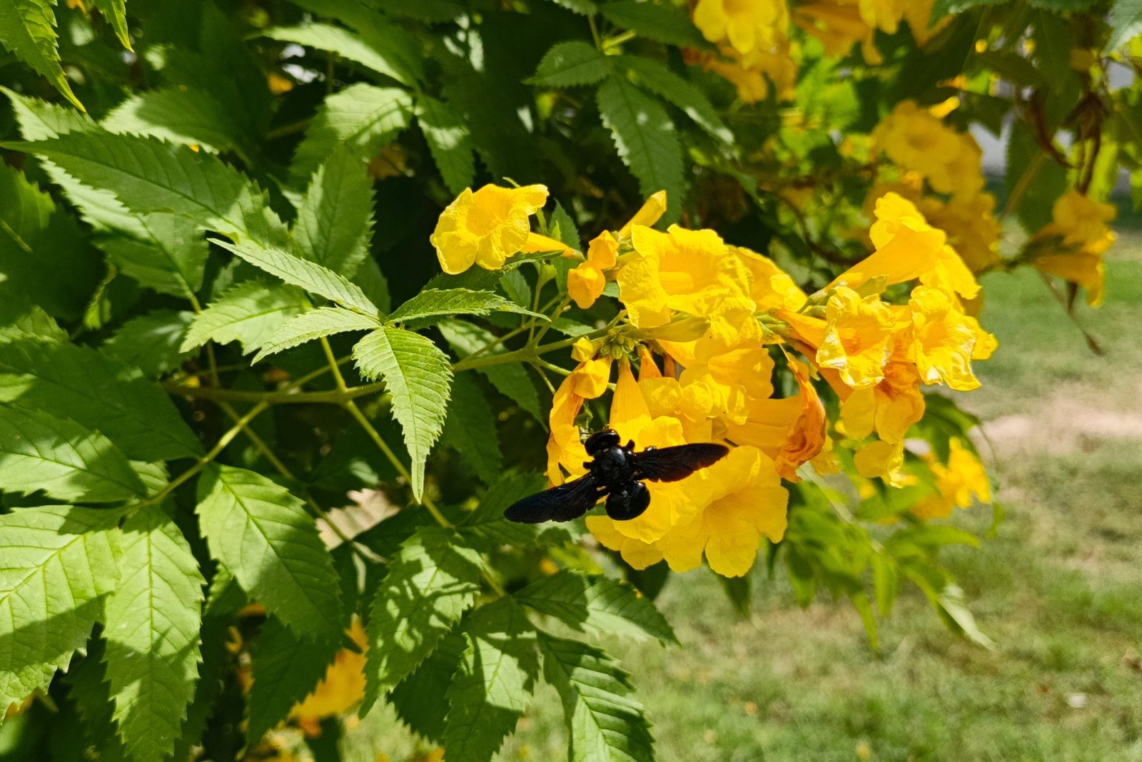 esperanza
