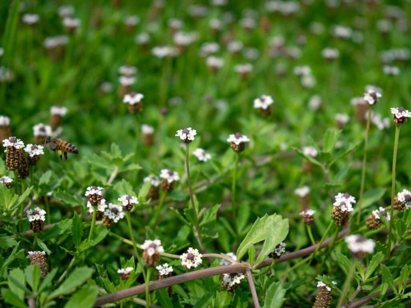 Why Texas Frogfruit Works So Well In Texas