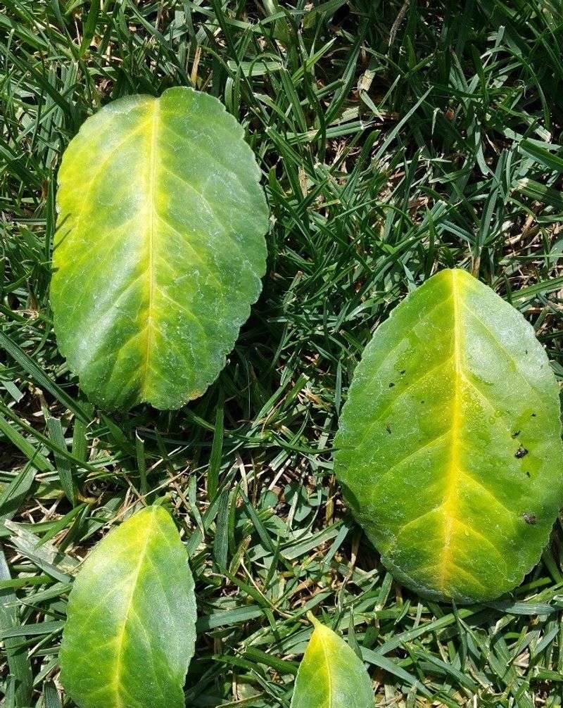 How To Watch For Nutrient Deficiencies Before Yield And Quality Slip