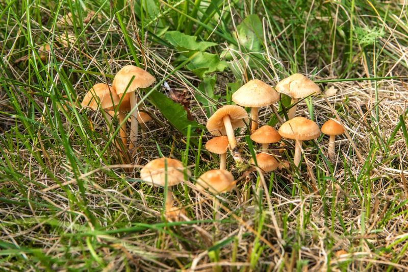 Mushrooms Signal Healthy Soil Full Of Life