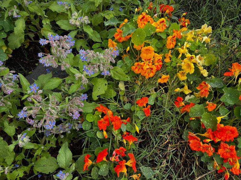 Nasturtiums Thrive During Texas Cool Season Planting Windows
