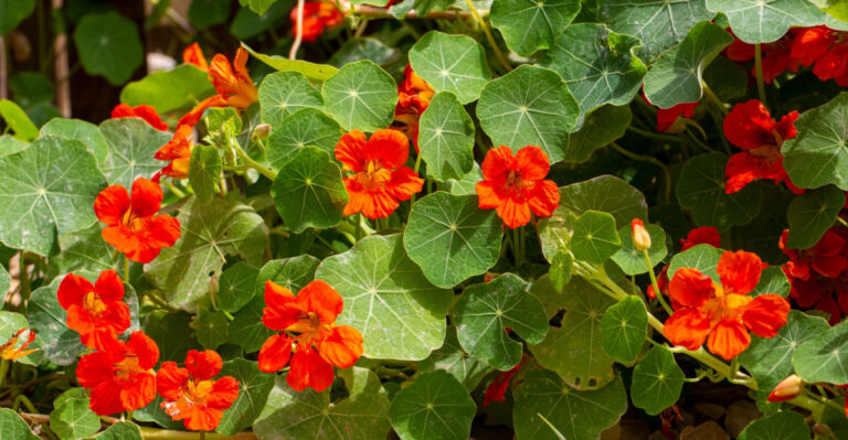 Why Nasturtium Is A Smart Choice For Texas Gardens