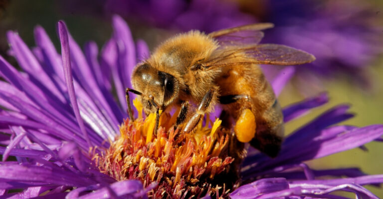 bee on aster