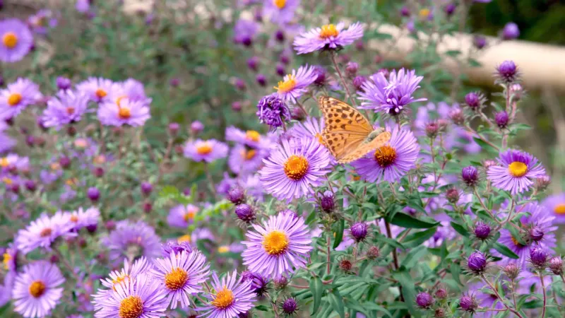 Late-Season Blooms Provide Food When Other Flowers Fade